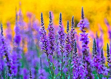 云豹娱乐股份有限公司宣布 NS版《好饿的谜姆》6月19日全世界同步上市！